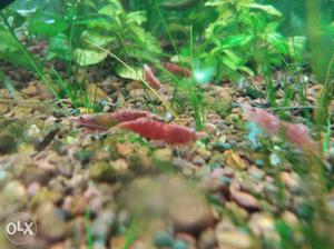 Fresh water shrimps available red,