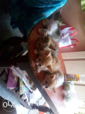 Gray And Orange Tabby Kittens