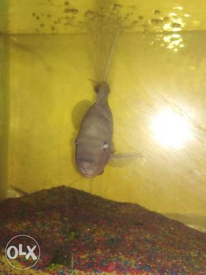 Gray Fish In Lucknow