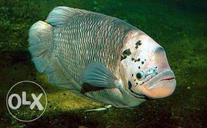 Grey And Beige Fish