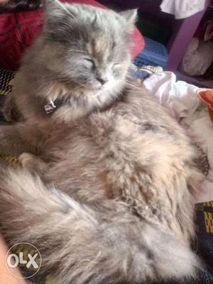 Grey And Orange Fur Cat