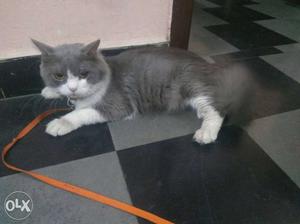 Grey and white male persian cat Very friendly and trained