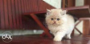 Healthy Persian kittens available. delivery all