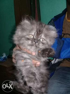 Hyderabad persion cat for sell in Hyderabad
