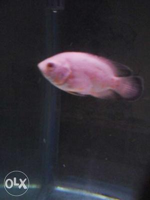 I want to sale my 4 oscar fish 2 albini 1 coper and 1 normal