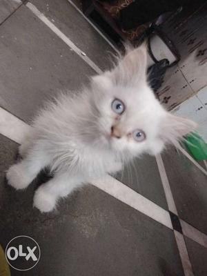 I want to sell Persian cat male white colour at