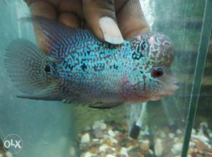 Imported flowerhorn for sale, startsfrom 500₹