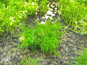Java moss for sell