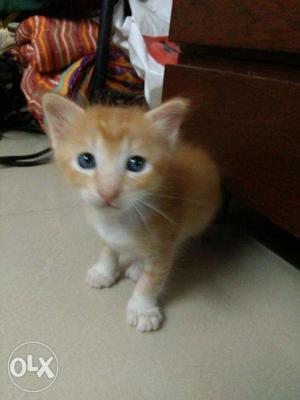 Kitten for sale (male)