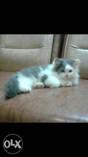 Long-coated White And Gray Kitten