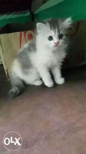 Long fur healthy or.pure breed baby persian cats kitte