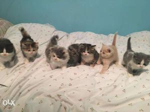 Lovely Persian Kittens For Sell Trust Kennel Online Pets