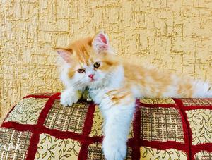 Male persian cat (pure breed) 2 months old. Done with