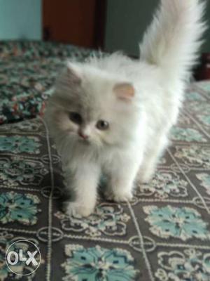 Medium-fur White Kitten