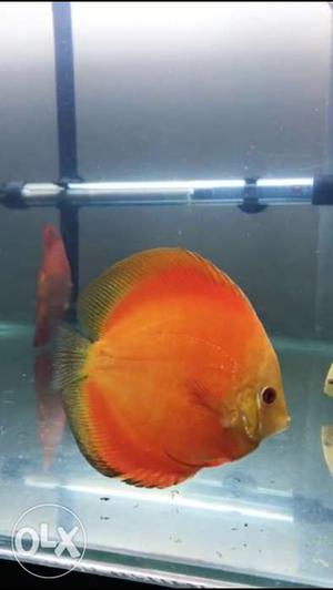 Melon Discus Breeding Size 2pc for sale /-pp