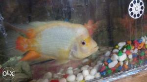Midas male 8+inch.. other imported fishes a
