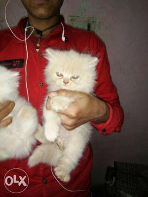 My Home Breeding Top Quality Persian Kitten