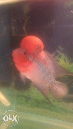 My turbo SRD flowerhorn