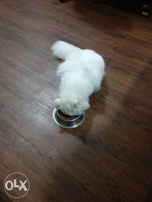 Not for sale...male white persian cat for mating