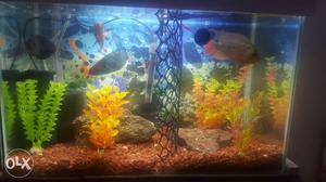 Only fish tank sell all set up plants 2 filtar