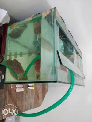 Only tank is for sell no fish,hand made tank and