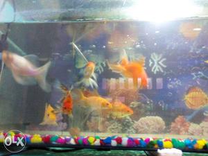 Orange Gold Fishes with aquarium