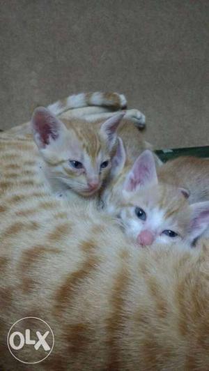 Orange Tabby Cat And Kittens