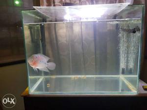 Pearl And Red colour Flowerhorn Cichlid for sale