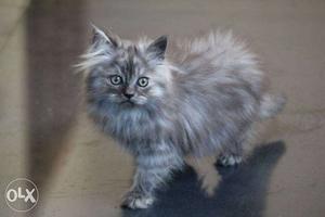 Persian Cat urgent sale