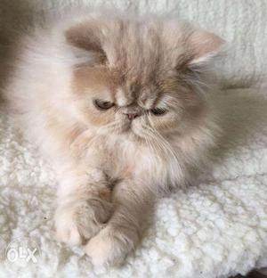 Persian Kittens Available For Sell Trust Kennel Online Pets