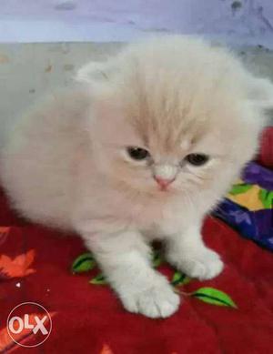 Persian Kittens Fawn Colour.