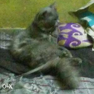 Persian cat 8 month old male...price Rs ...