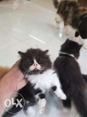 Persian cat and kitten Heavy fur and Punch Face