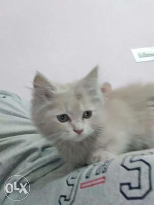 Persian cat (only 45 days old)