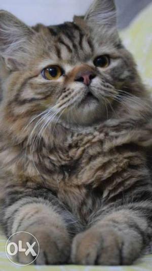 Persian cat pure breed