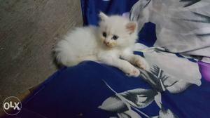 Persian cat white with multi colour eye 1 months