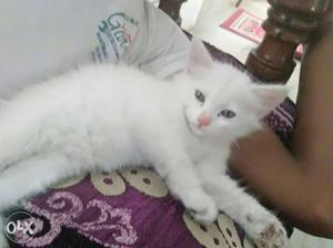 Persian doll face cat mix breed