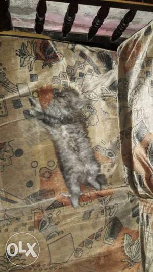 Persian female Gray Kitten