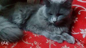 Persian grey cat eat cat food and raw meat