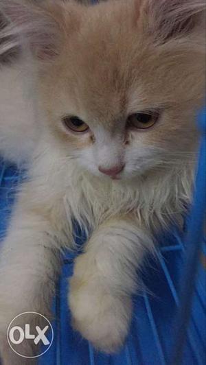 Persian kitten 50 days old
