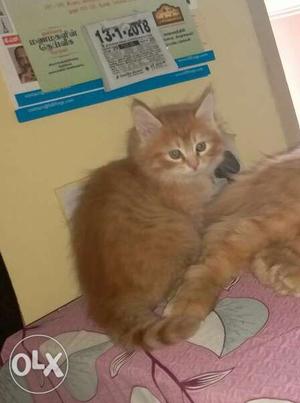 Persian kitten for sale Female 1 month & 19 days
