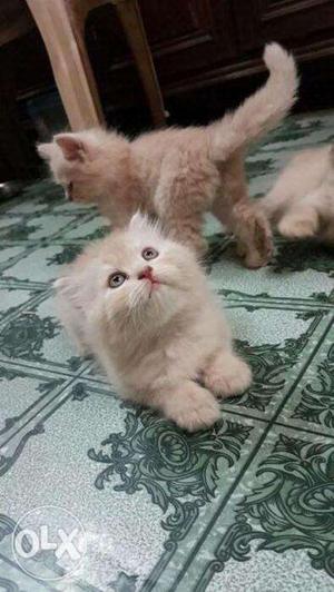 Persian kitten sale price fixed 