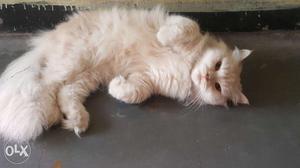 Persian male doll face cat. Fully trained. 1 year