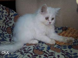 Persian normal eyes white male kitten