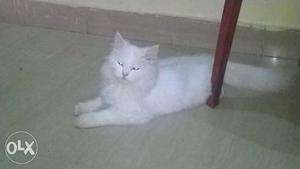 Persian white male 9 months old