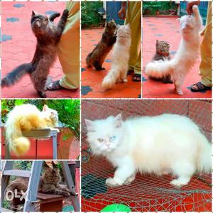 Perssian cat kitten white 6mnths, grey 8mnths