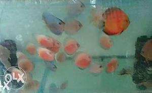Pink, Blue, And Orange Discus Fish