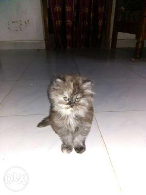Pure persian cat for sell each  contact me