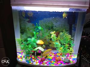 Rectangular Fish Tank With White Frame And Yellow Fish