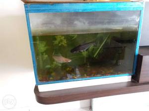 Rectangular Fish Tank with 2 shark fish